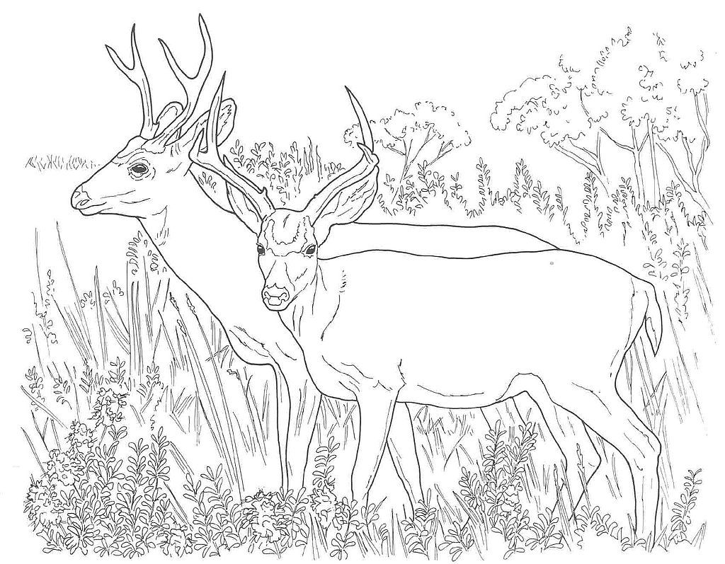 Ruminant mammal Deer 20 Deer coloring pages | Free Printables
