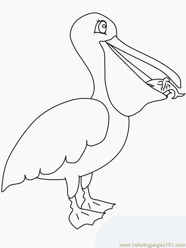 Pelican Coloring Page - Free Pelican Coloring Pages : ColoringPages101.com