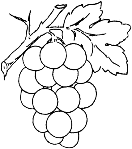 Grape 2 coloring page from Grapes category. Select from 24848 printable  crafts of cartoons, nature, ani… | Fruit coloring pages, Coloring pages,  Free coloring pages