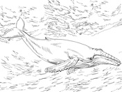 Humpback Whale coloring pages | Free Coloring Pages