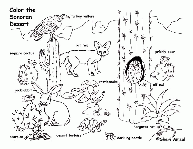 Desert Animals - Coloring Pages for Kids and for Adults