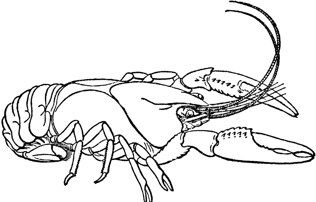 Crawfish Drawing - ClipArt Best