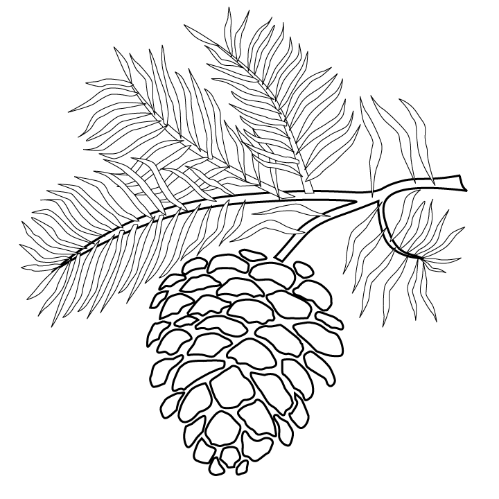 Pinecone Picture - Pinecone Coloring Page