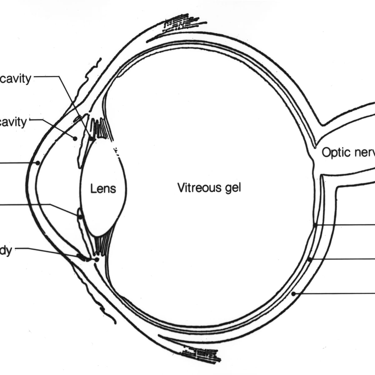 ocular anatomy coloring pages