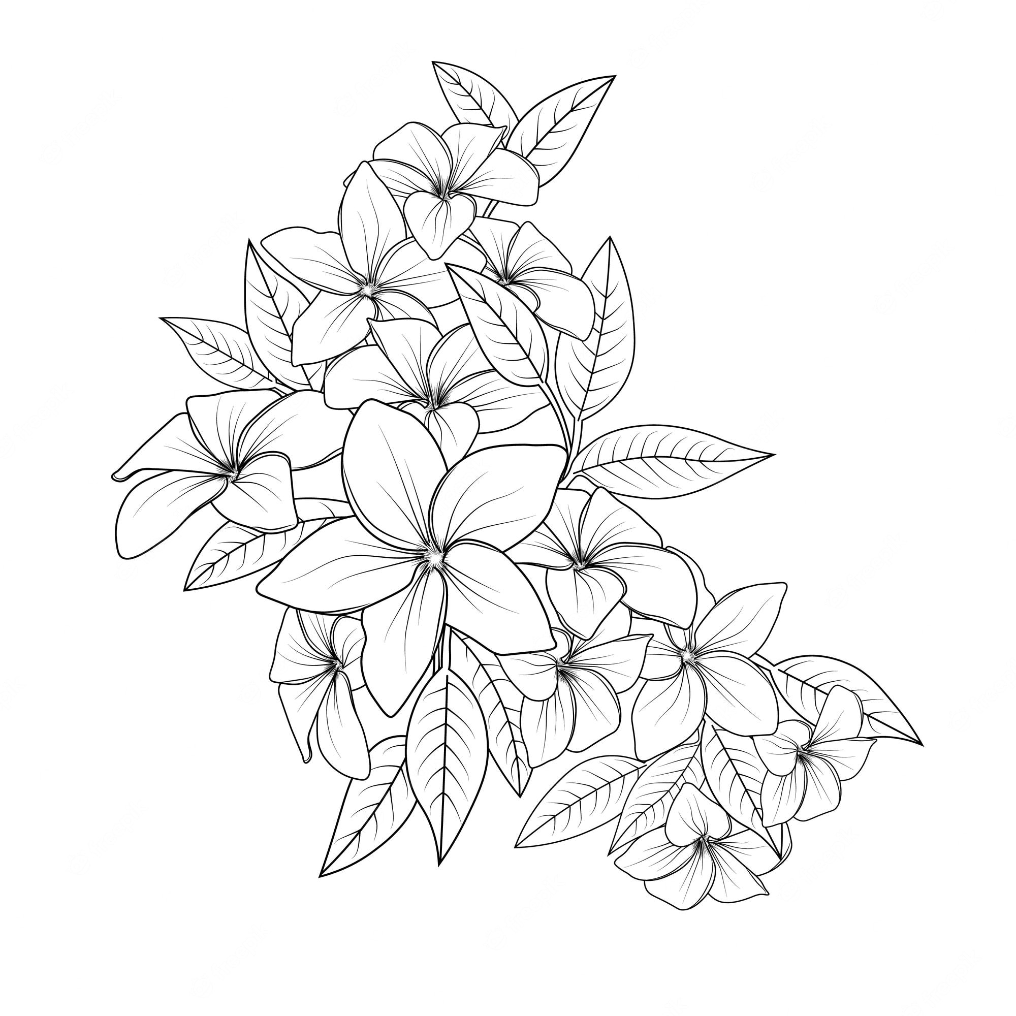 Premium Vector | Bouquet of plumeria flower hand drawn pencil sketch coloring  page, book for adults isolated on white