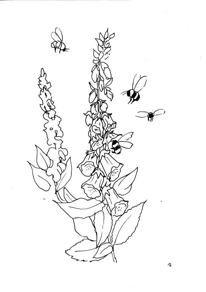 Foxglove and Bees Sketch | Diane Antone Studio