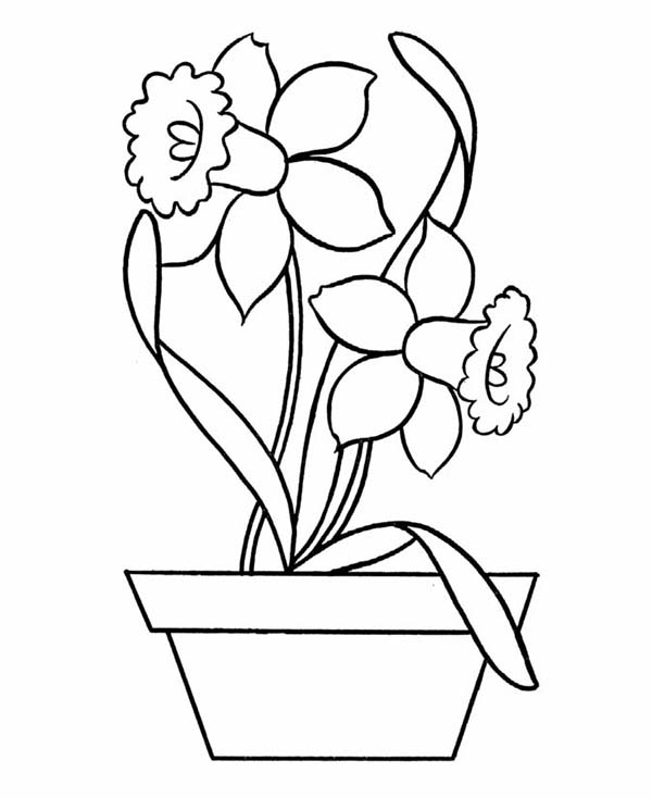 Daffodils Coloring Pages - Coloring Home