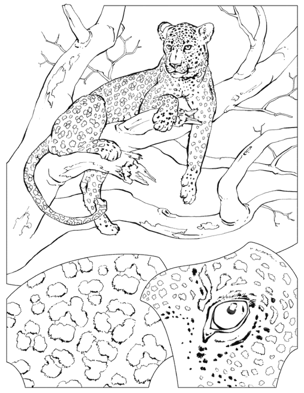 leopard color page - Quoteko.