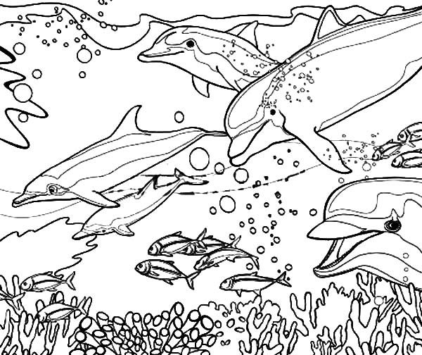 Coral Reef Fish, : Coral Reef Fish Dolphin Coloring Pages | Dolphin coloring  pages, Coloring pages, Fish coloring page