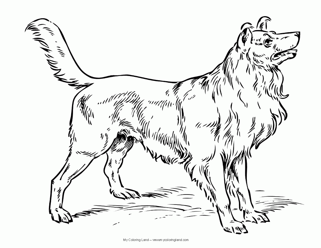 Dog Coloring Pages - Colorine.net | #2101