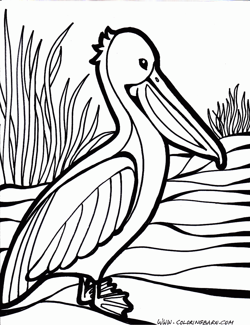 Pin by Anne on Drawing | Bird coloring pages, Pelican art, Animal coloring  pages