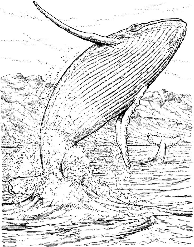 Humpback Whale Coloring Pages Printable (Page 1) - Line.17QQ.com