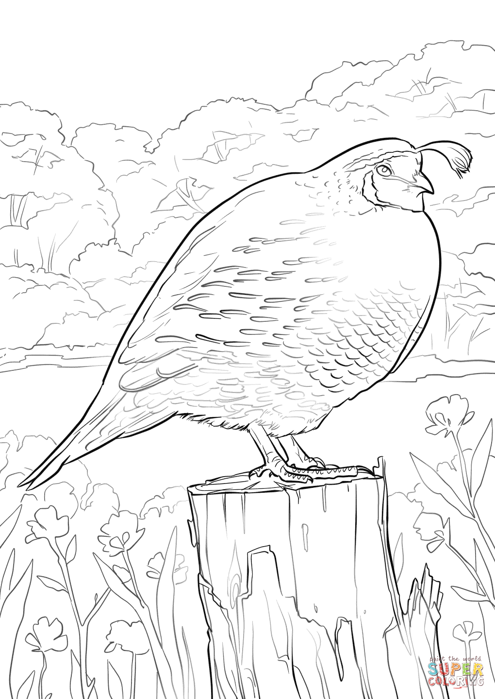 California Quail Coloring Page   Free Printable Coloring Pages ...