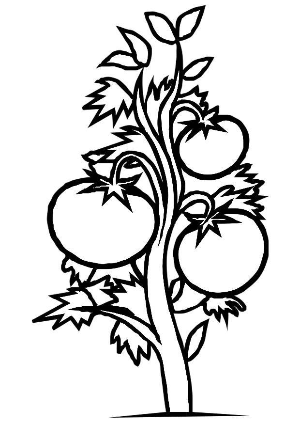 Coloring Page tomato plant - free printable coloring pages