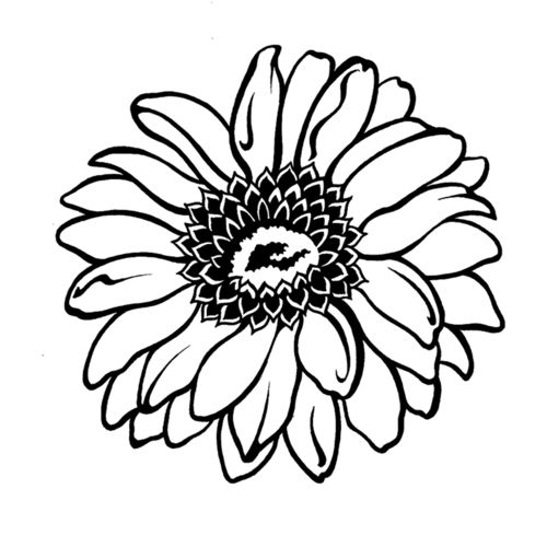 Gerbera Daisy | Daisy drawing