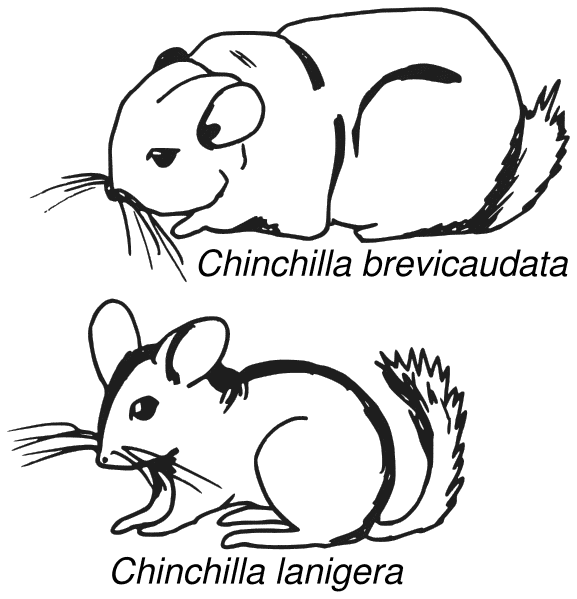 Chinchilla coloring page - Animals Town - Free Chinchilla color sheet