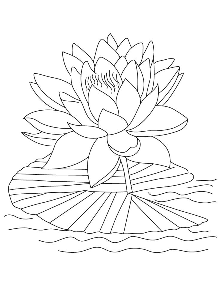 Lotus Flower Coloring Page for Pinterest