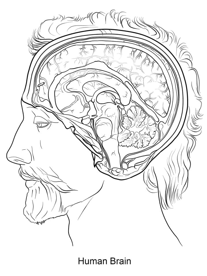 Human Brain 1 Coloring Page - Free Printable Coloring Pages for Kids