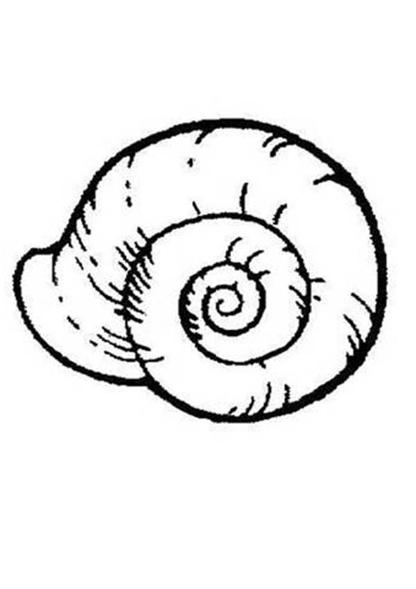 Shell Coloring Page - Coloring Pages for Kids and for Adults