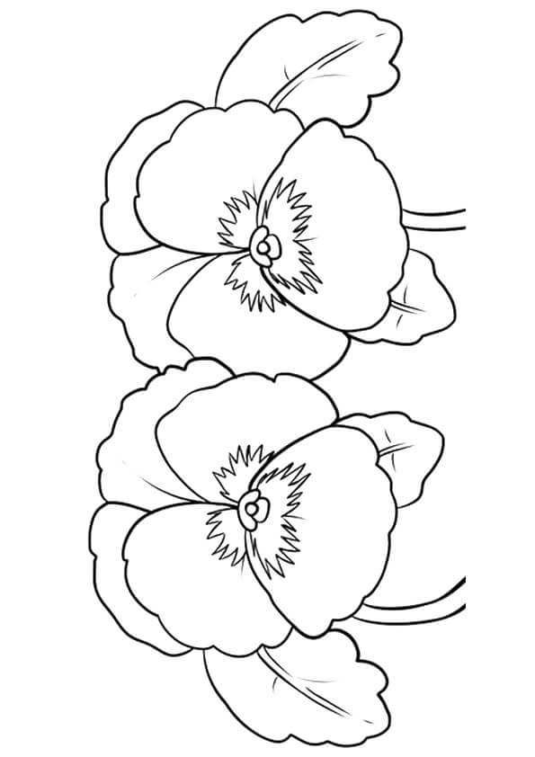 Various Type of Flower Coloring Pages PDF - Free Coloring Sheets | Flower coloring  pages, Pansies flowers, Printable flower coloring pages