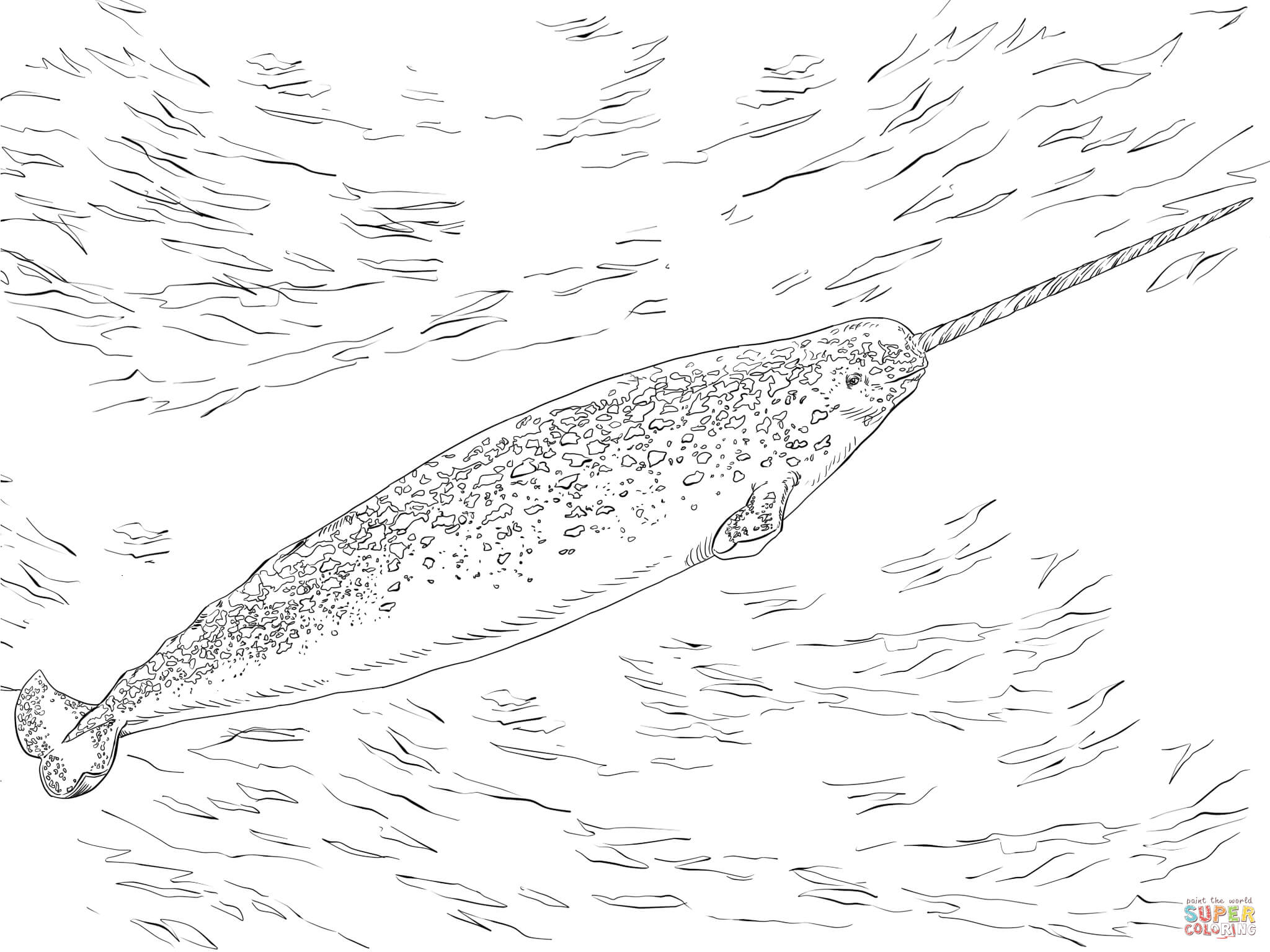 Narwhale coloring page | Free Printable Coloring Pages