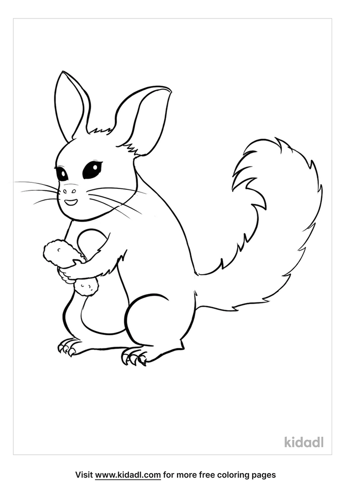 Chinchilla Coloring Pages | Free Animals Coloring Pages | Kidadl