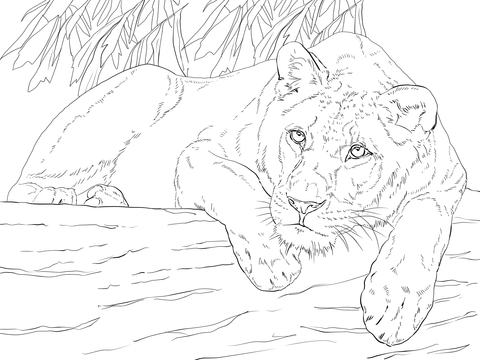 Lying Lioness coloring page | Free Printable Coloring Pages