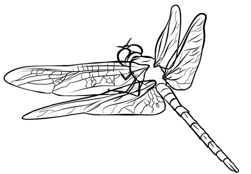 Pin on Dragonfly