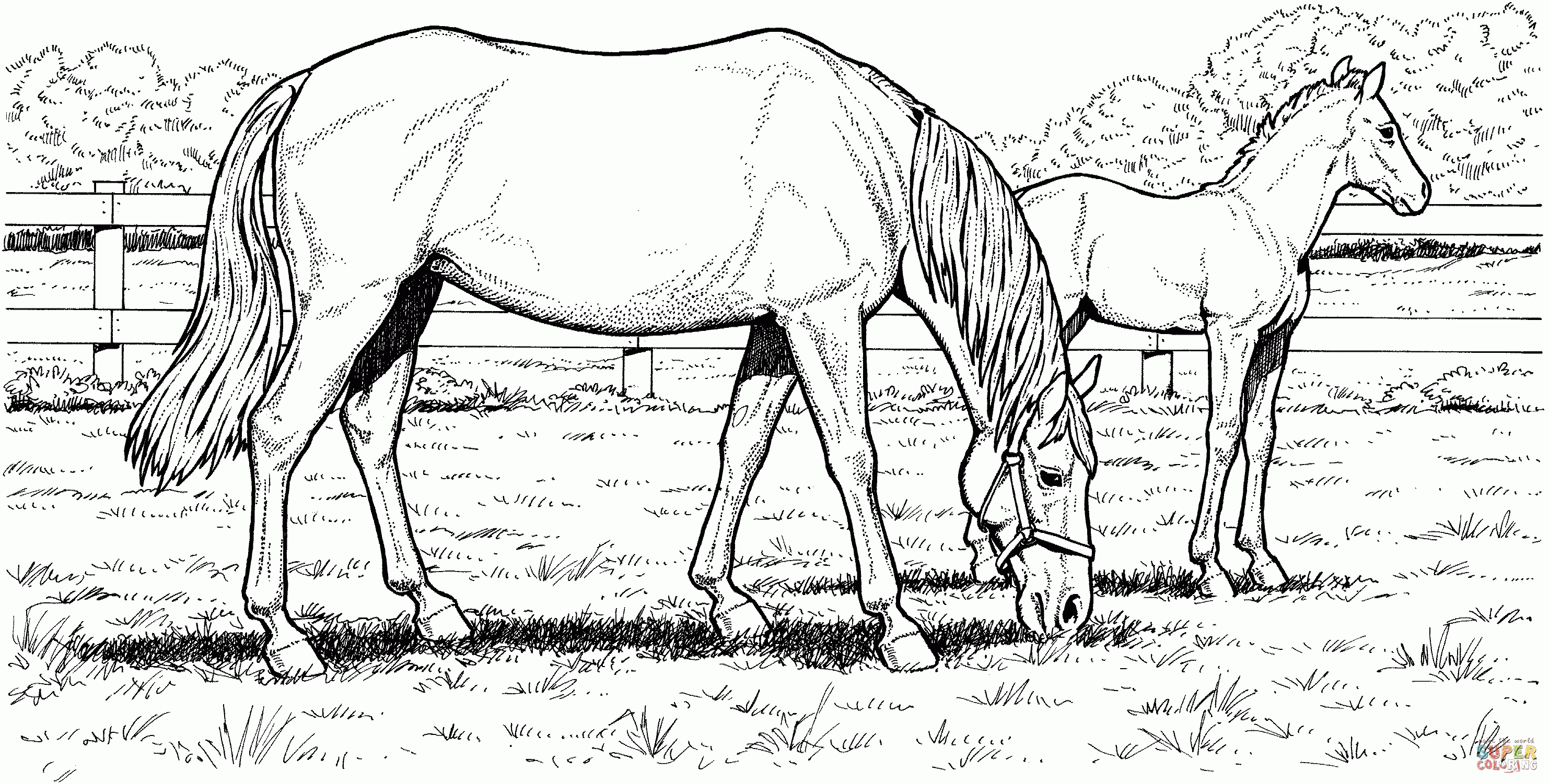Download Free Printable Horse Coloring Pages For Adults - Coloring Home