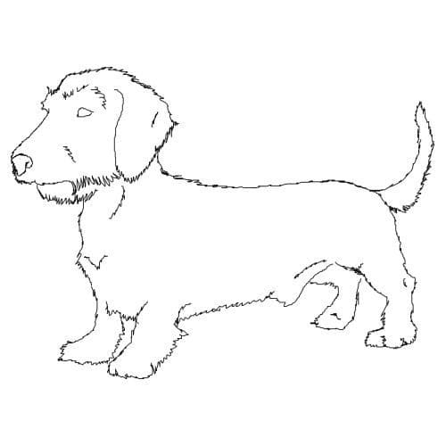 Wirehaired Dachshund Coloring Page - Free Printable Coloring Pages for Kids