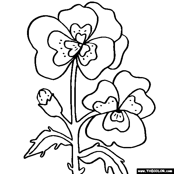 Pansy Flower Coloring Page | Color Pansies | Flower coloring pages, Coloring  pages, Printable flower coloring pages