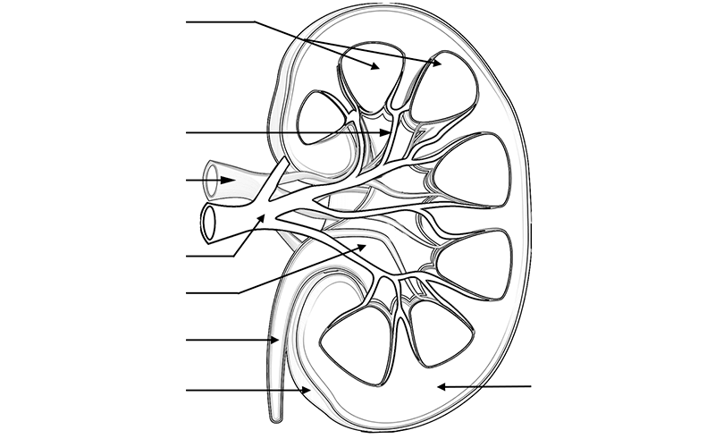 Urinary System Coloring Pages - Coloring Home