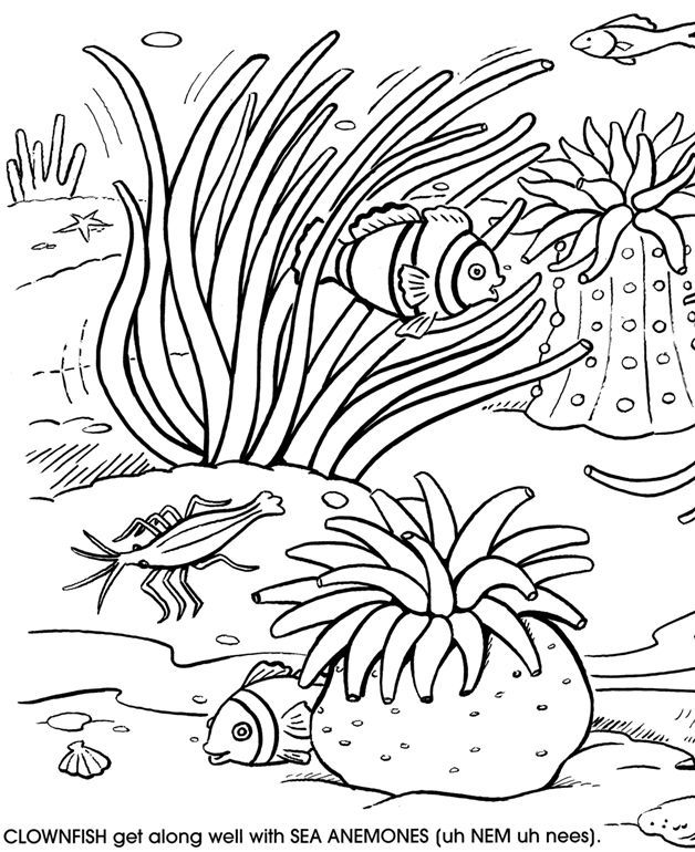 under the sea coloring pages free - Google Search | Fish coloring page, Coral  reef color, Coloring pages