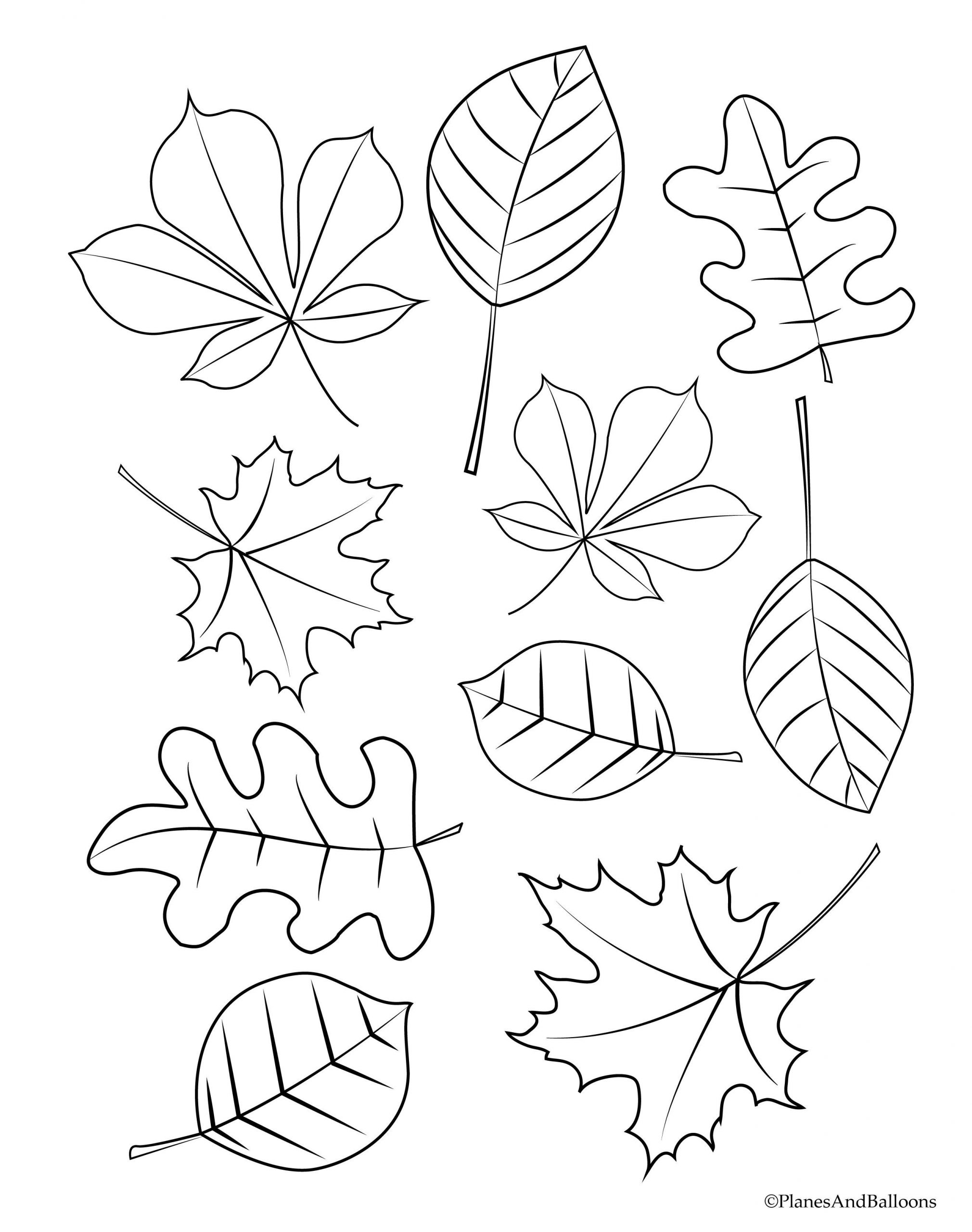 Autumn Leaves Coloring Pages Preschool 2nd Grade For Children Free Palm