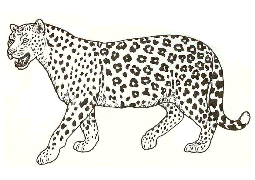 Leopard Coloring Pages - Coloring Home
