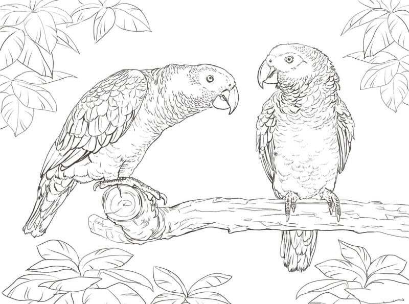Kids-n-fun.com | Coloring page Parrots Parrot 19