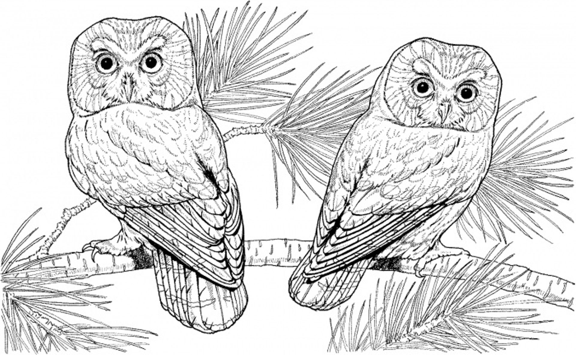 Coloring Book : Coloring Pages Hard Animals Toint For ...