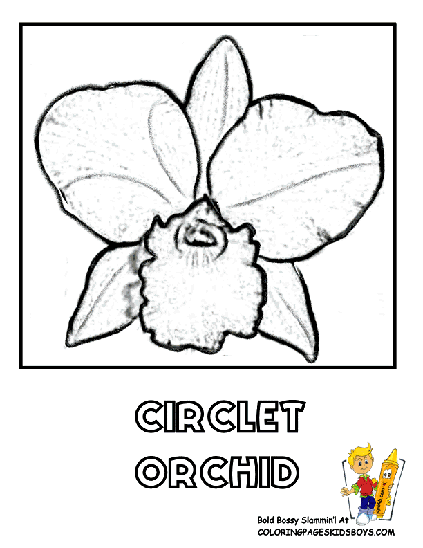 Orchid Flower Coloring Pages N2 free image