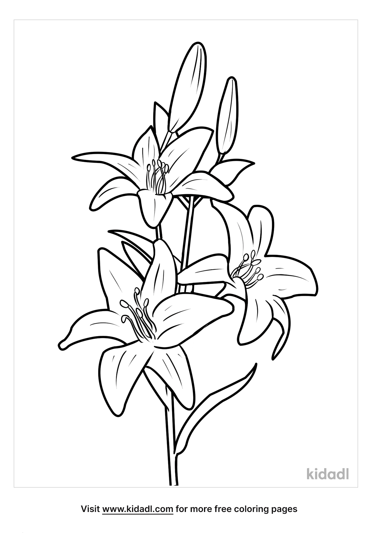 lily-flower-coloring-pages-best-flower-site
