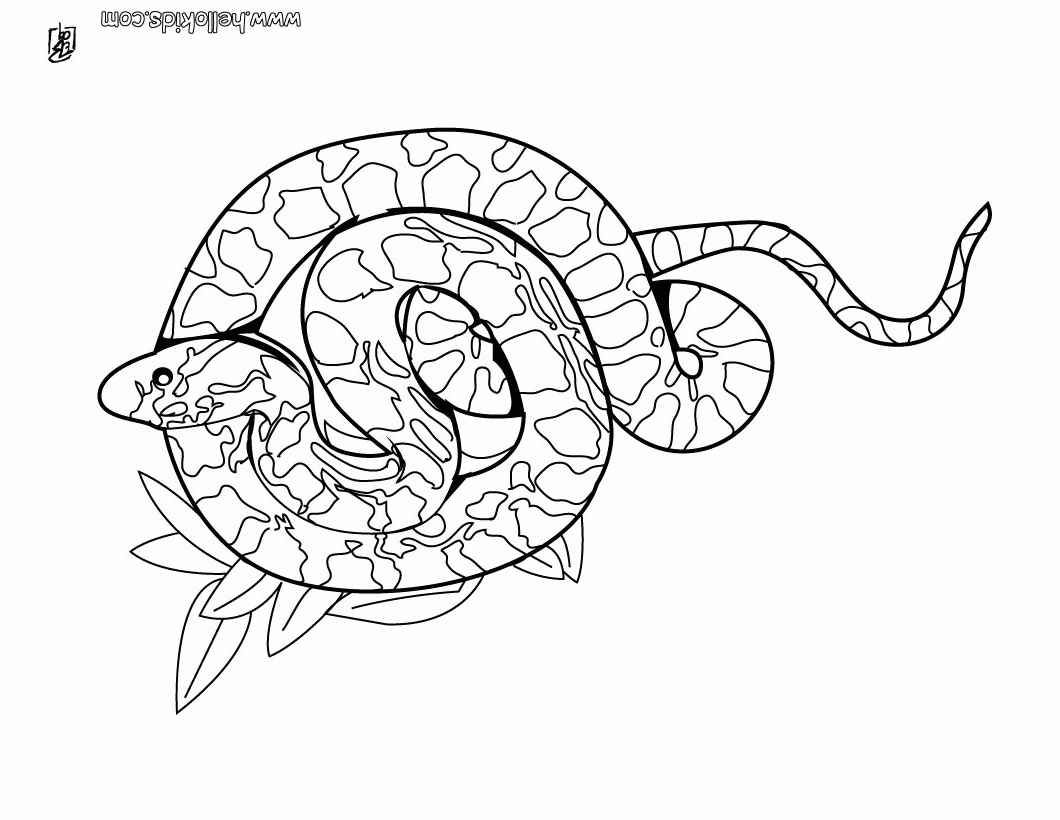 SNAKE coloring pages - Boa