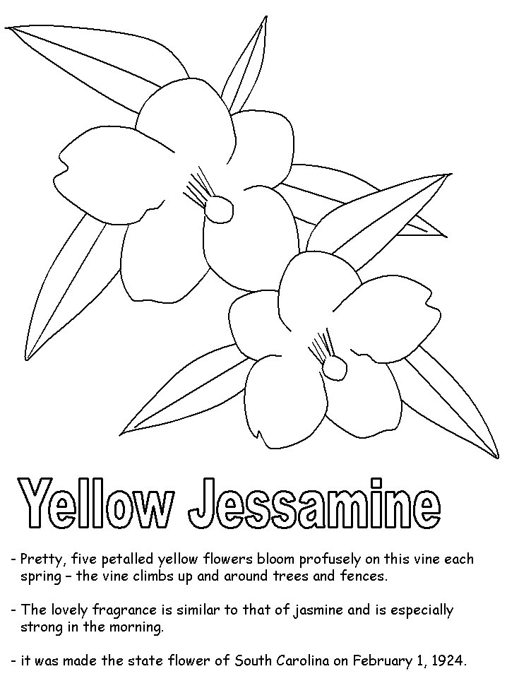 Yellow Jessamine coloring pages