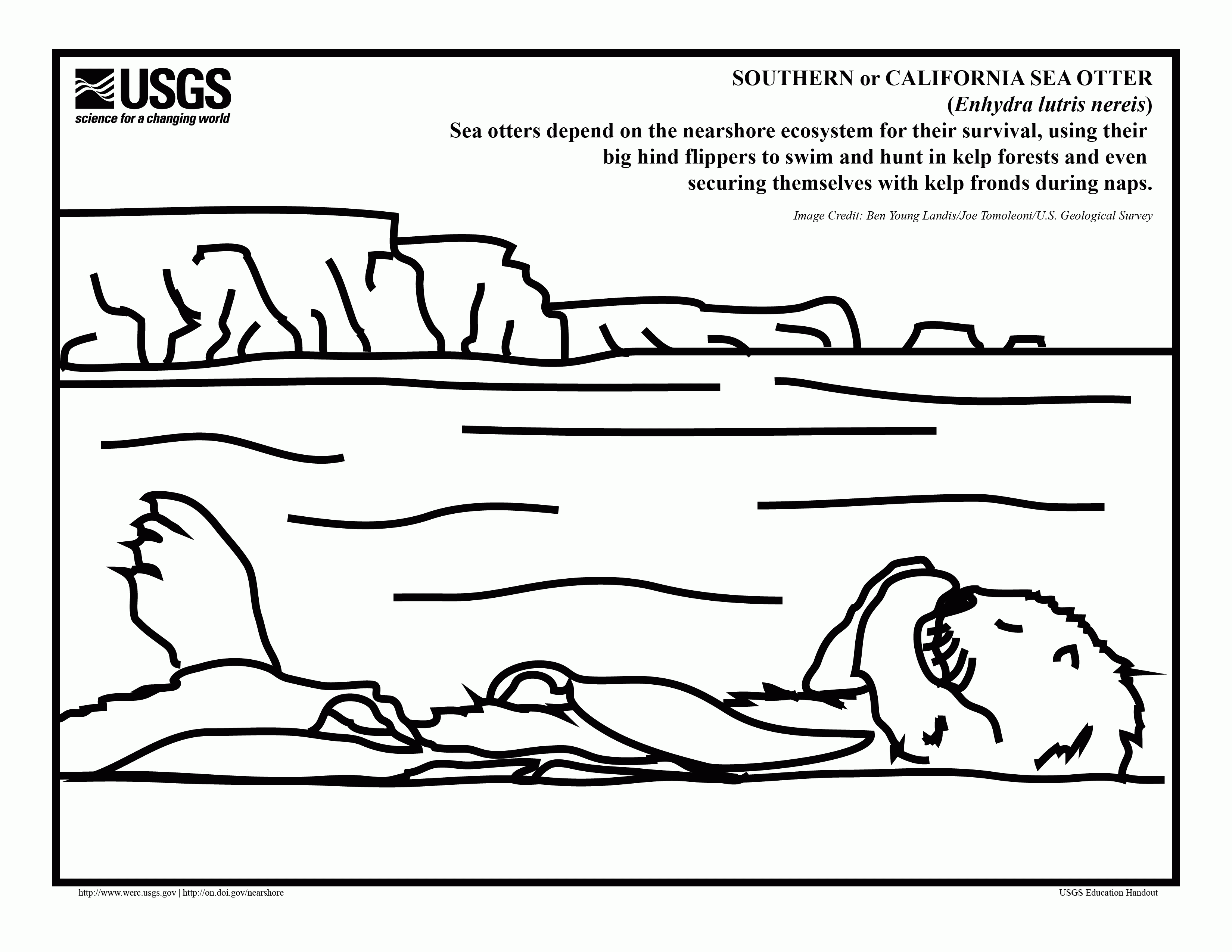 A sea otter coloring page for the pups in your life! | Otterly ...