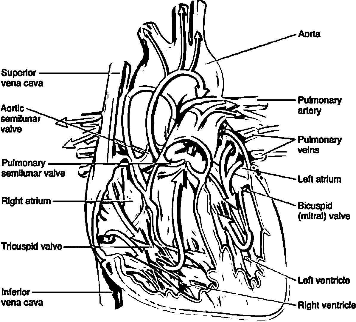 Anatomy And Physiology Of The Heart Picture Sketch Drawing ...