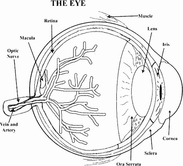 Eye Coloring Pages For Kids posted by Sarah Tremblay