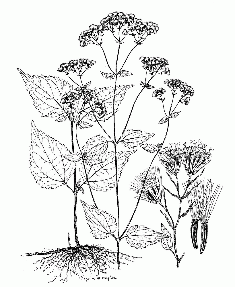 Botany Coloring Pages - Coloring Home