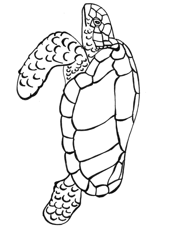 Free Printable Kids Coloring Pages Turtle