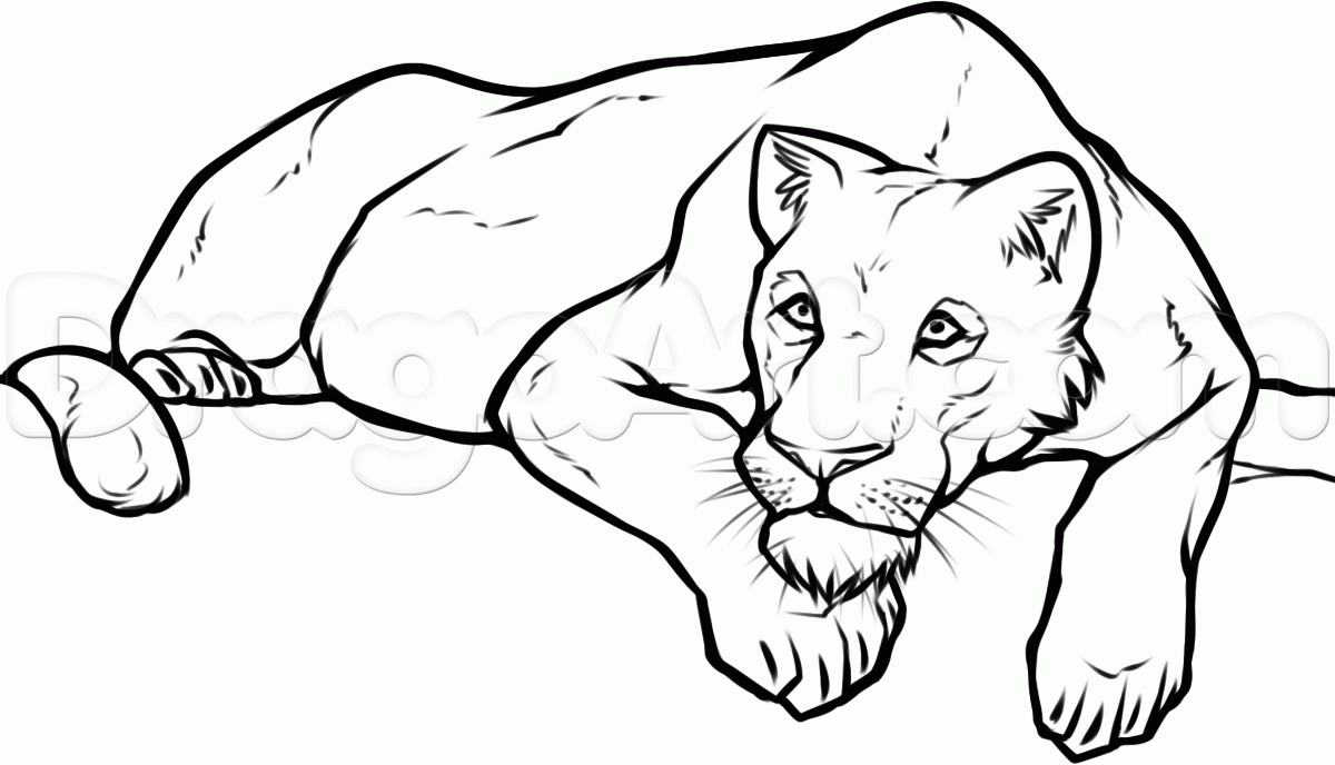 How to Draw a Lioness, Step by Step, safari animals, Animals, FREE ... |  Lion coloring pages, Drawings, Minions coloring pages