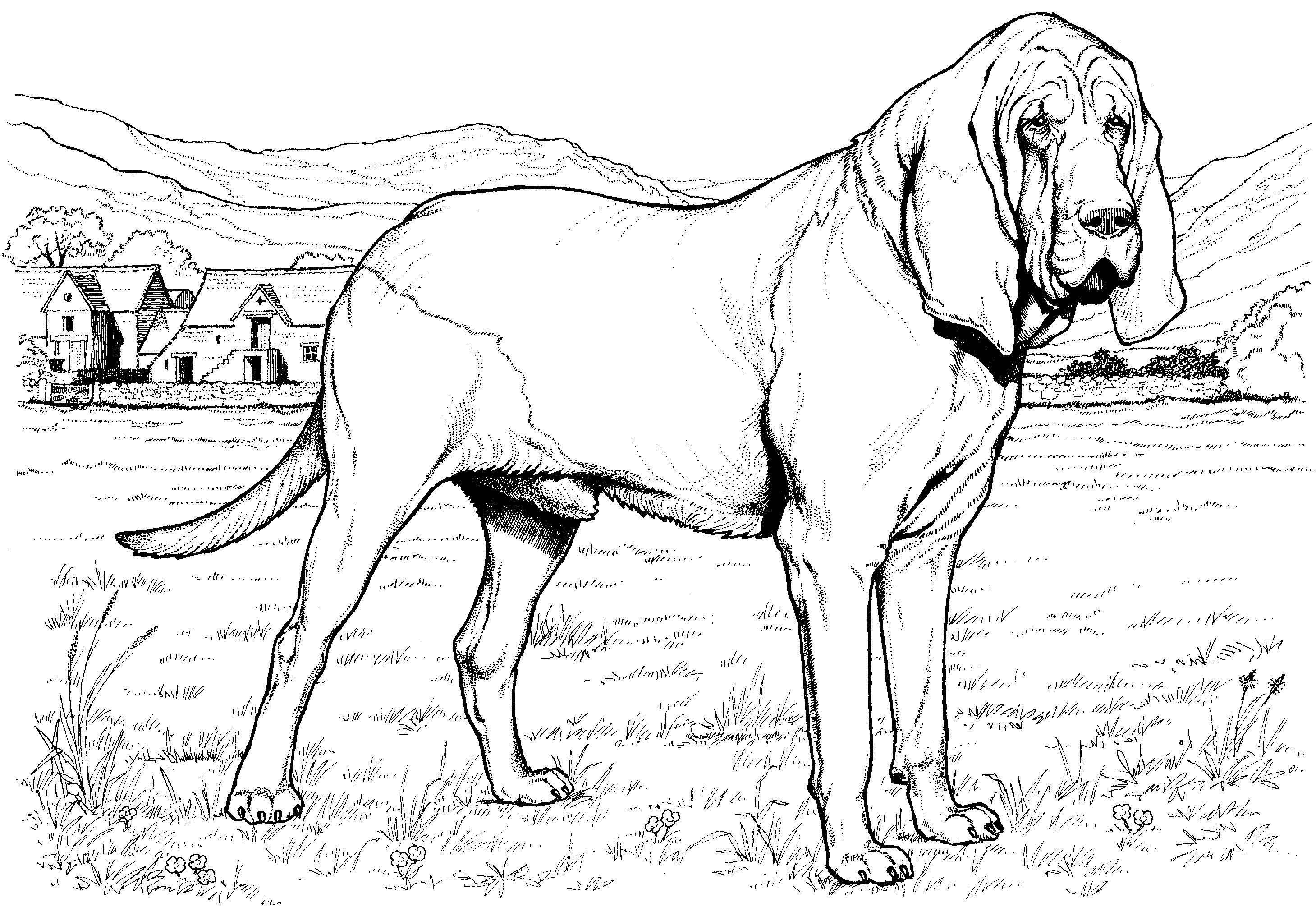 Big Realistic Dog Coloring Pages #1571 Realistic Dog Coloring Pages ~  Coloringtone Book