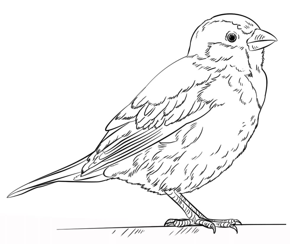House Sparrow Coloring Page - Free Printable Coloring Pages for Kids