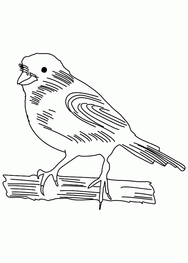 Canary Bird Sketch Coloring Pages | Best Place to Color